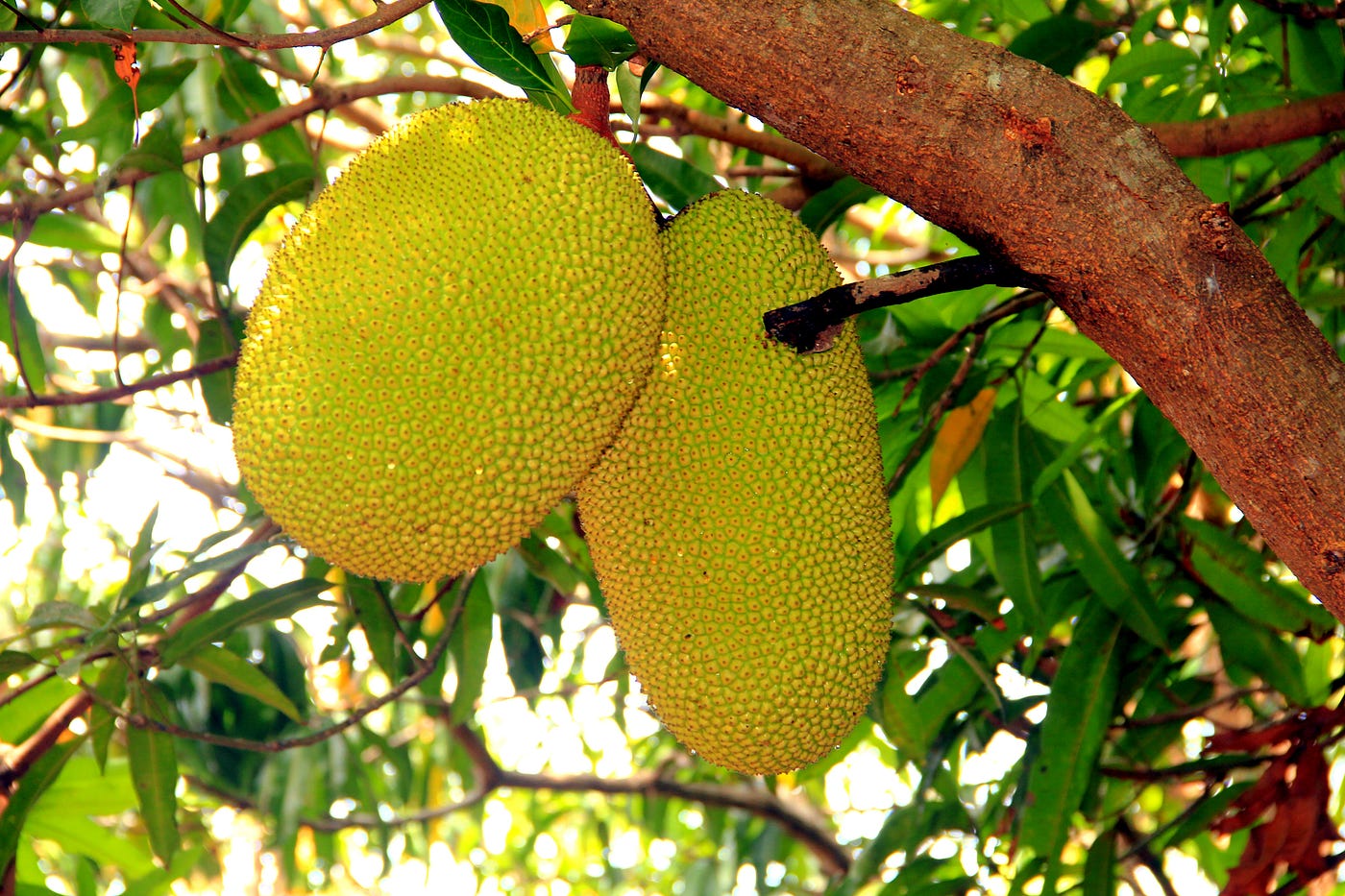 Top 5 Health Benefits Of Jackfruit 