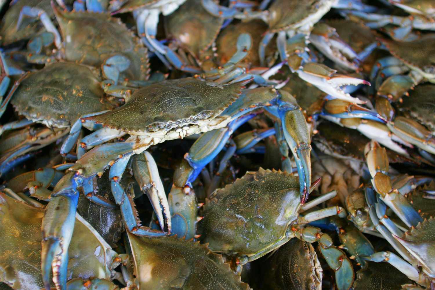 Old Bay Seasoning: Not Just For Chesapeake Blue Crabs