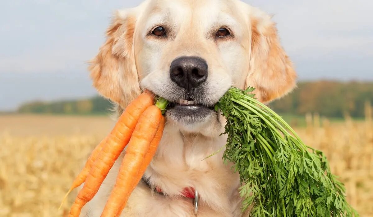How To Boil Carrots For Dogs 