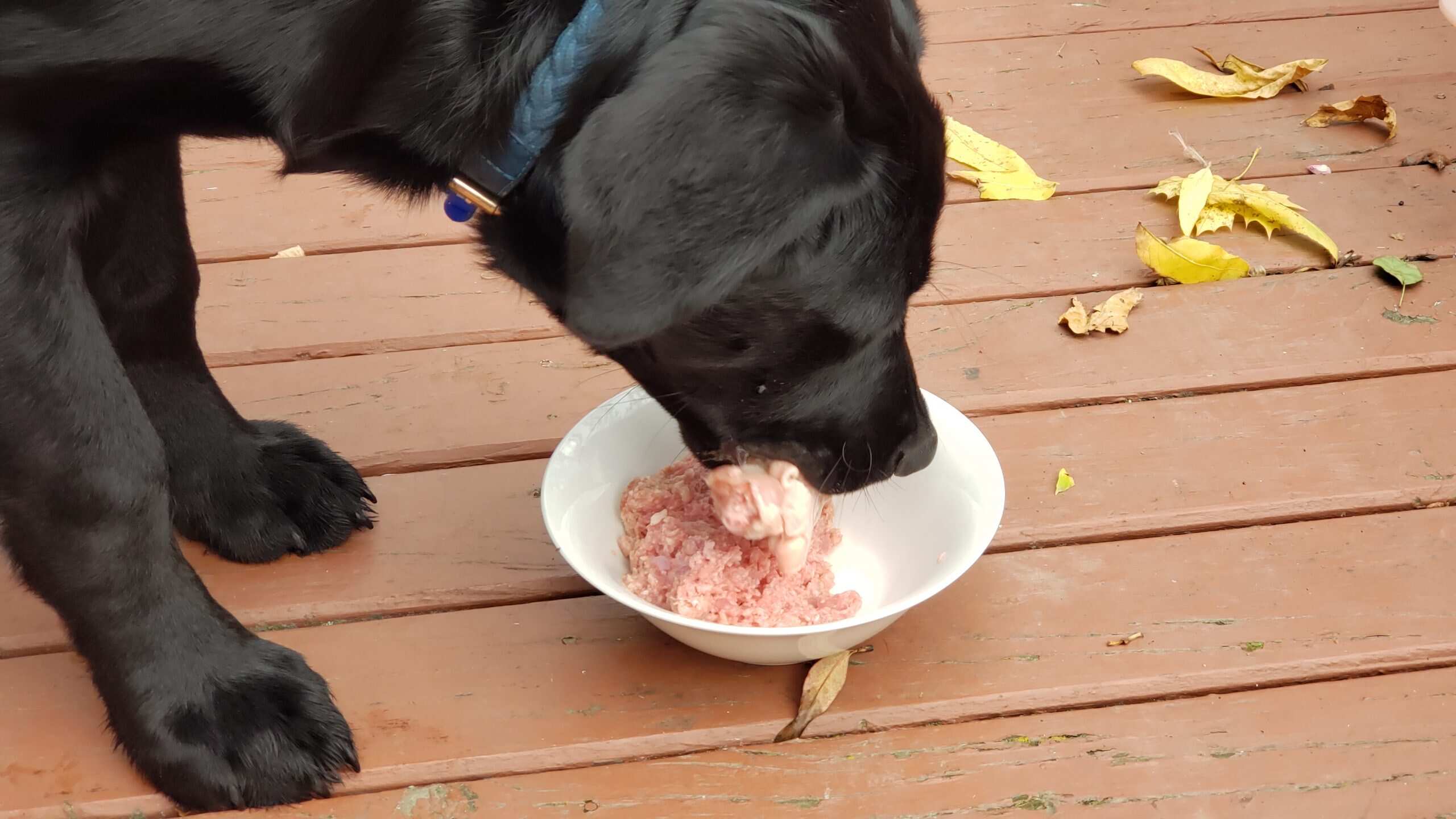 how-to-boil-chicken-thighs-for-dogs