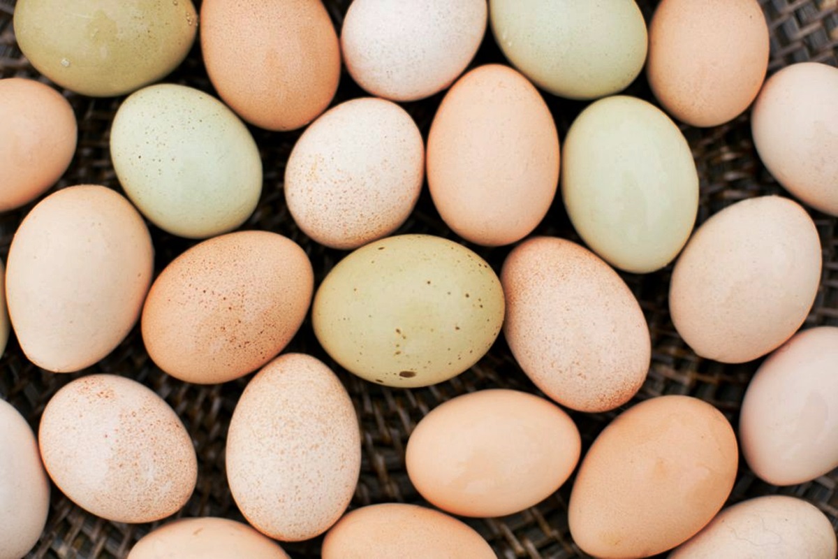 how-to-boil-fresh-farm-eggs
