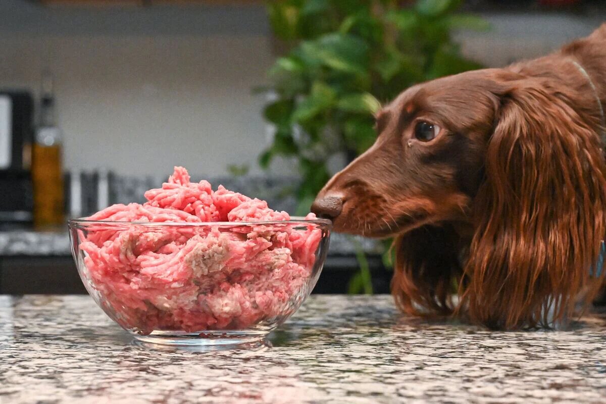 https://recipes.net/wp-content/uploads/2023/10/how-to-boil-ground-beef-for-dogs-1696444453.jpg
