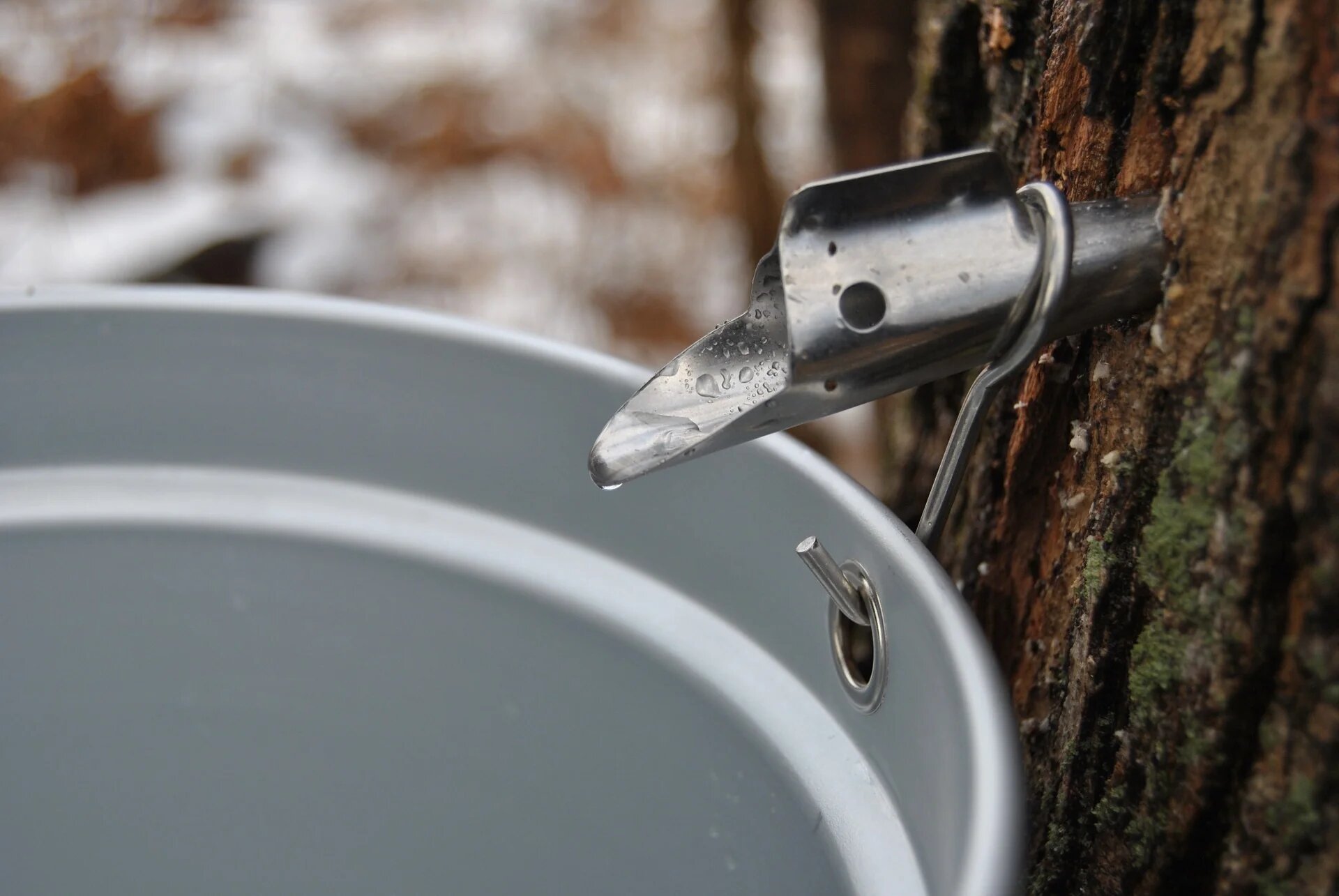 how-to-boil-maple-sap