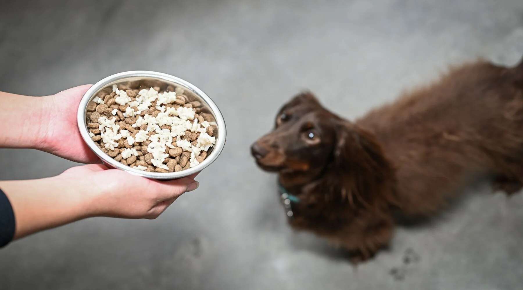 how-to-boil-rice-for-dogs