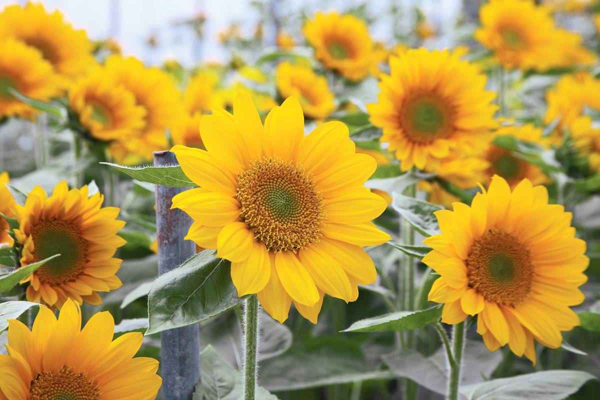 how-to-chop-up-sunflower-stalks