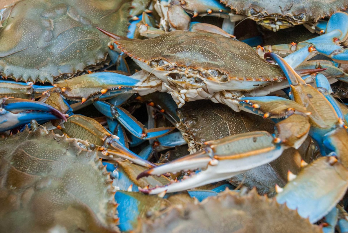 how-to-cook-blue-crabs