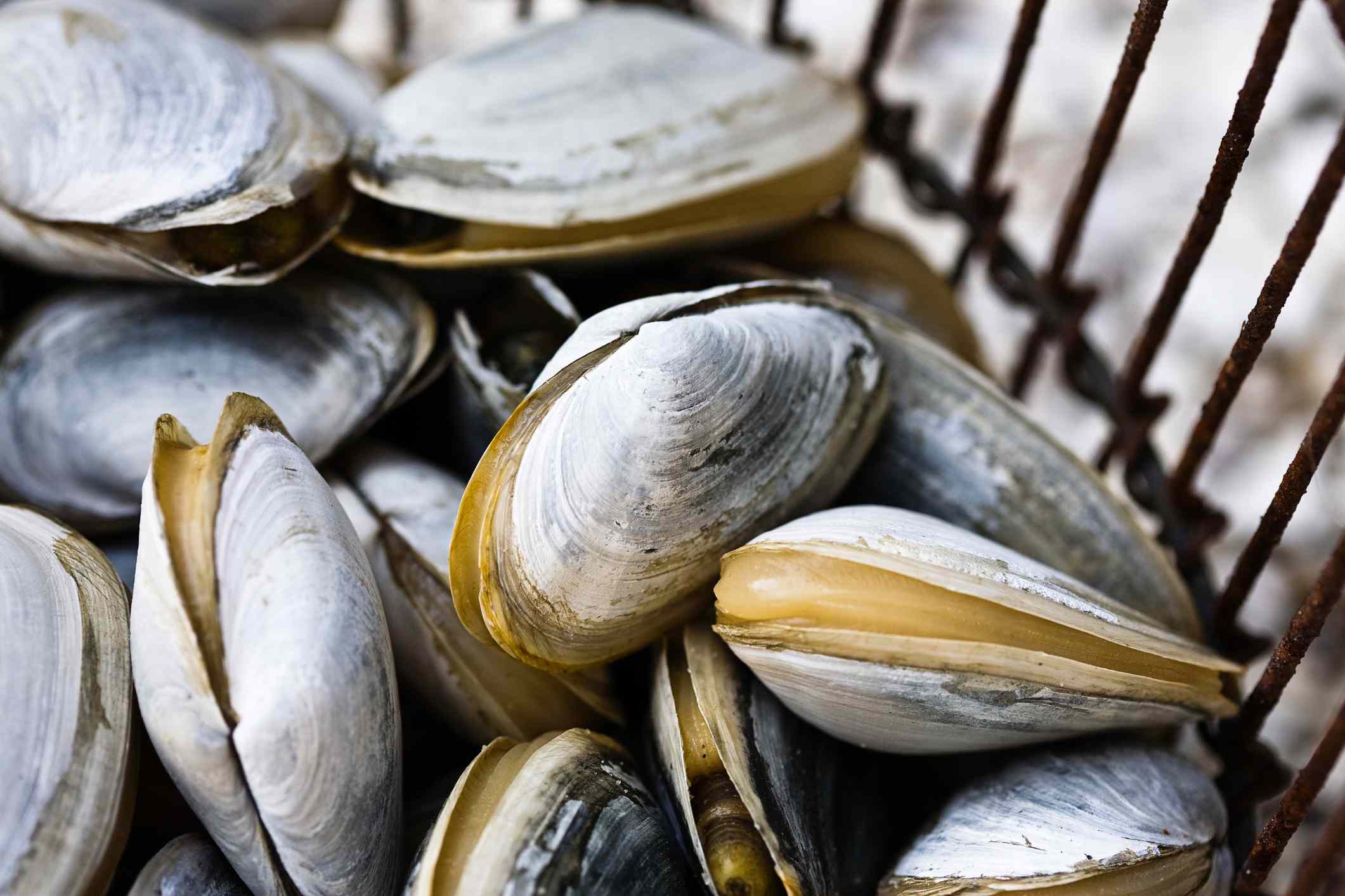 how-to-cook-clams-in-the-shell