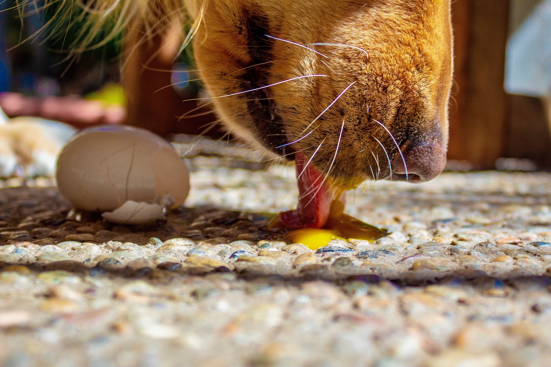 Best way to outlet cook eggs for dogs