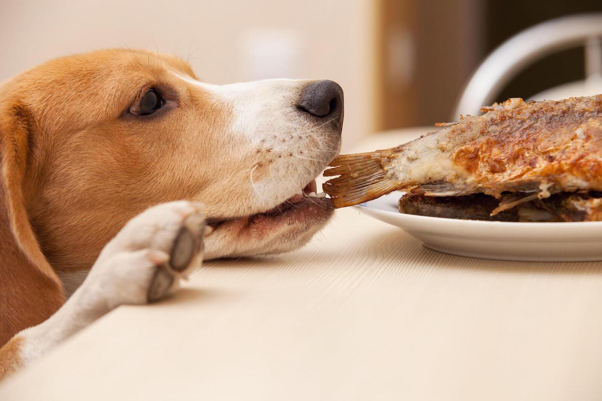 how-to-cook-fish-for-dogs