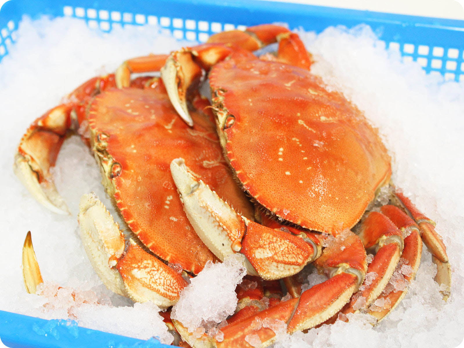 Dungeness Crab Party Continues