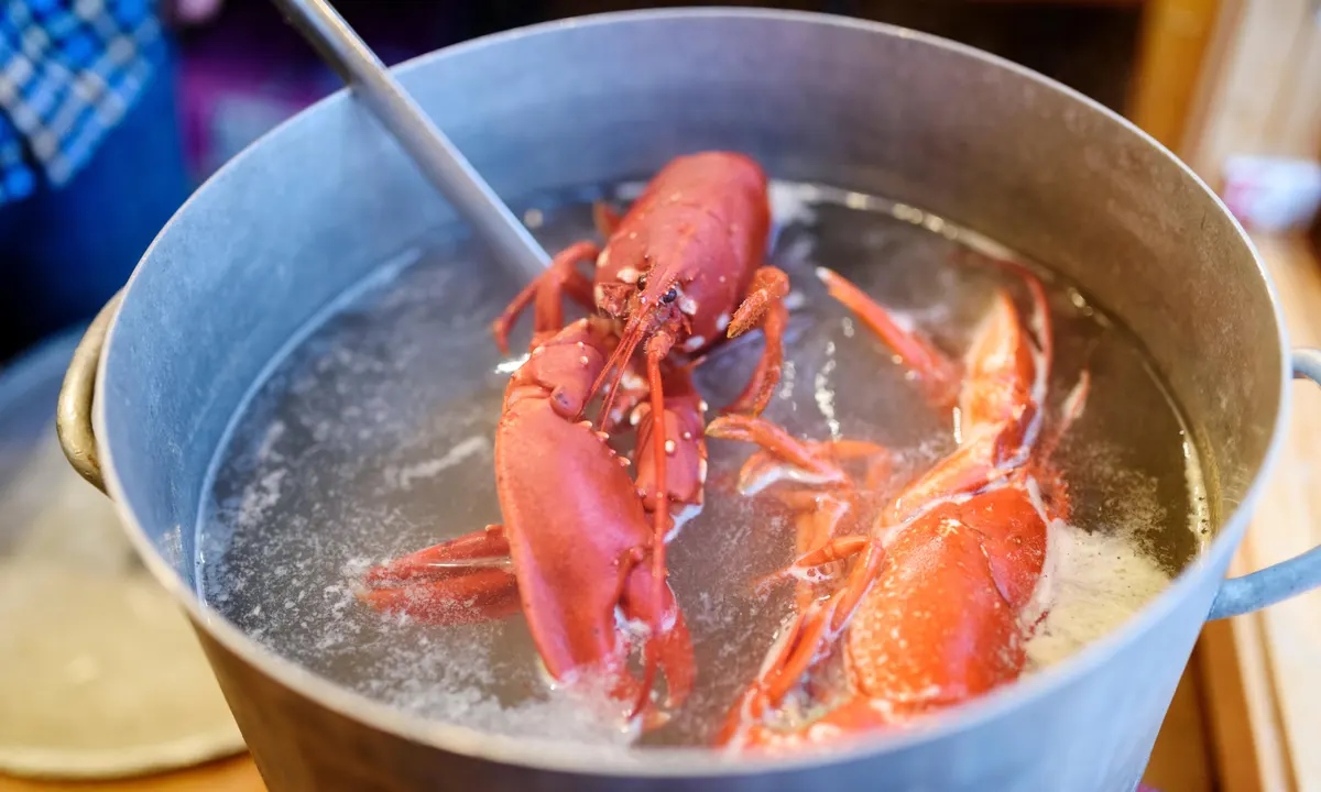 Can you cook live lobster in instant discount pot