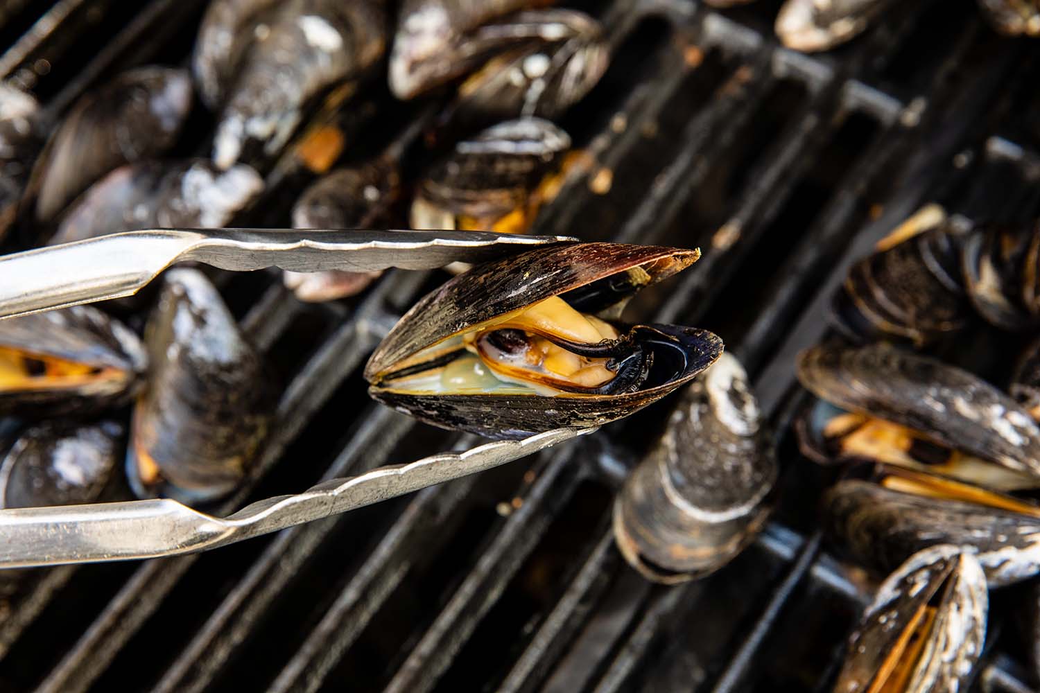 how-to-cook-mussels-on-the-grill