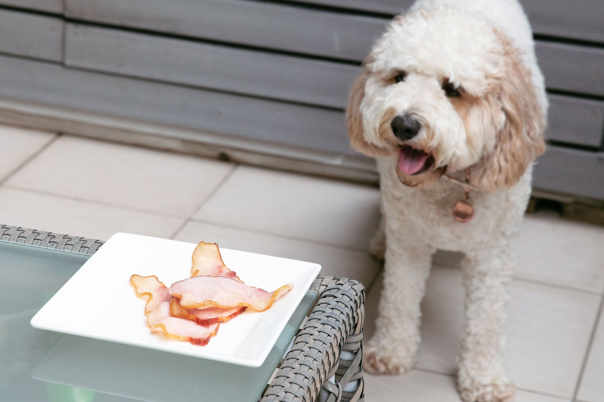 Can my shop dog eat bacon