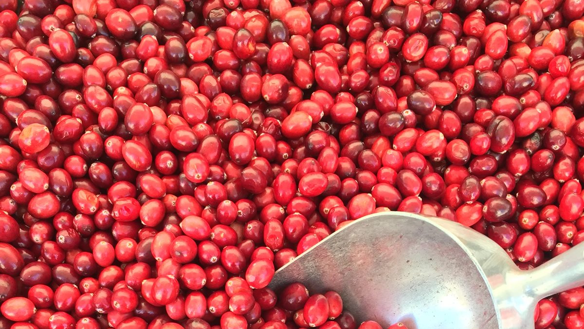 how-to-cook-raw-cranberries
