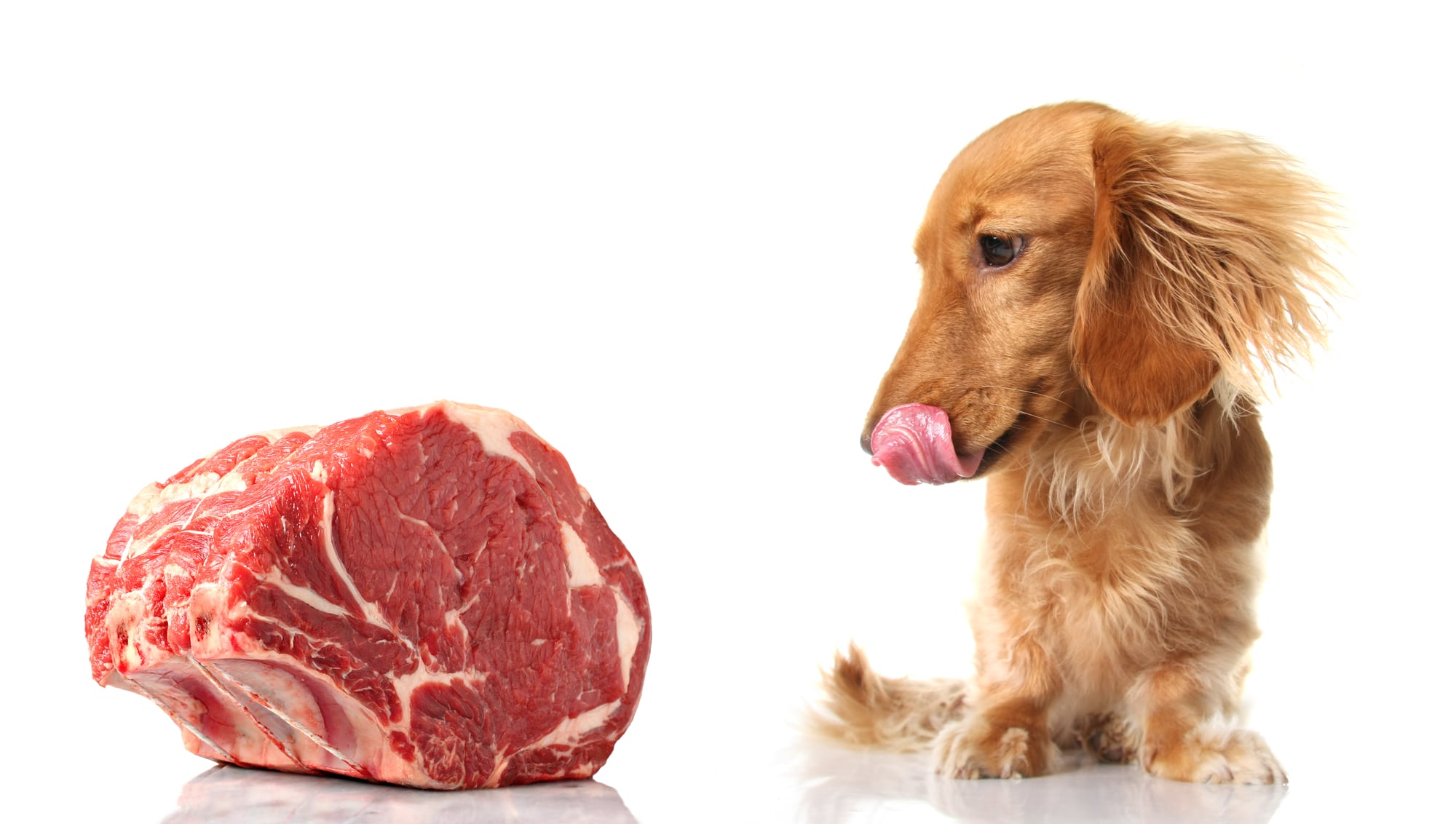 how-to-cook-steak-for-dogs