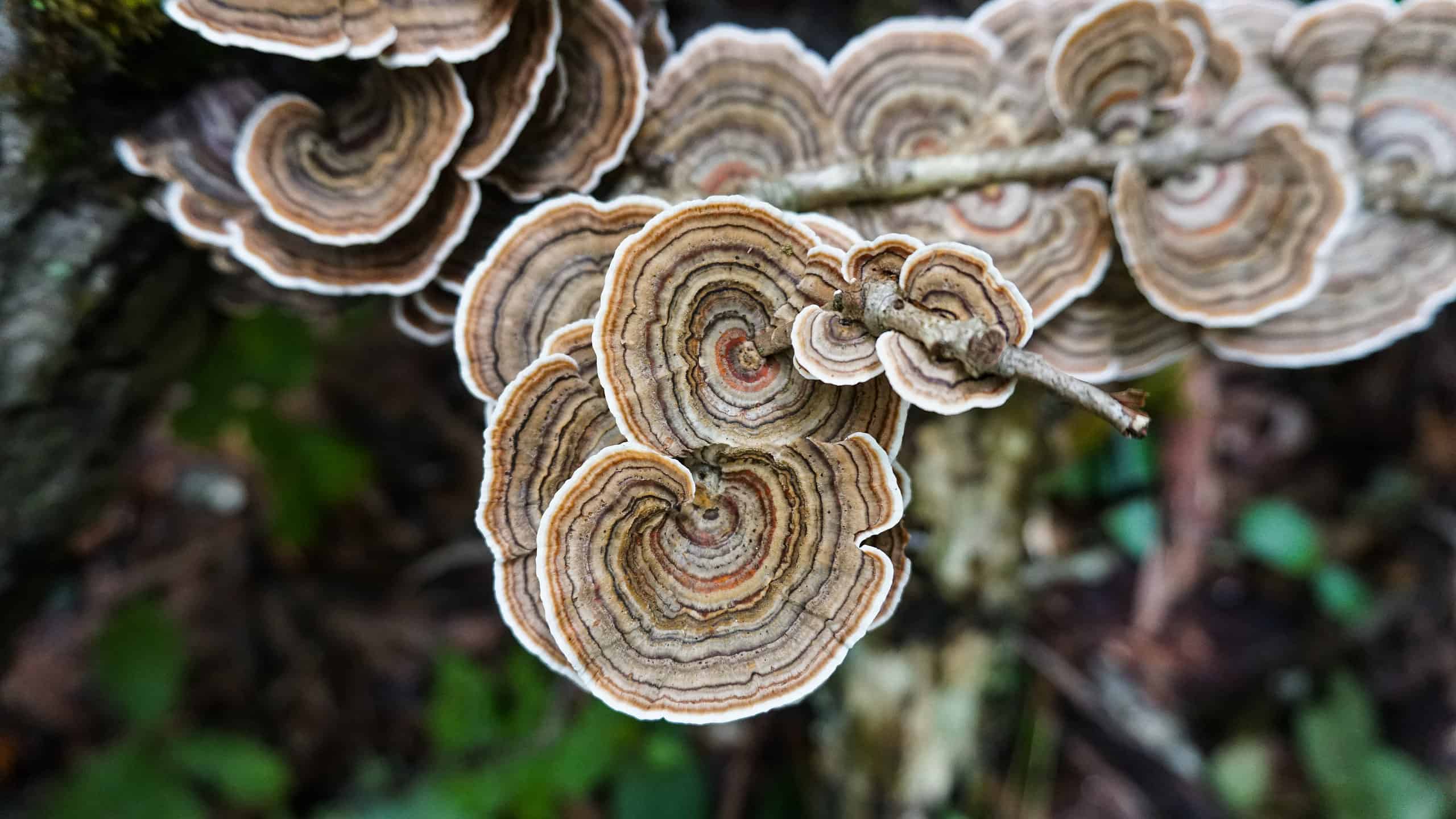 how to prepare turkey tail mushrooms