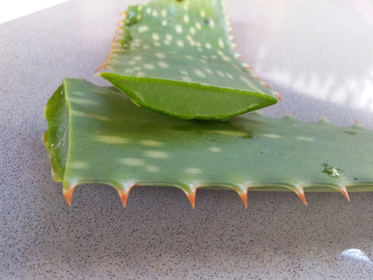 how-to-cut-a-aloe-vera-leaf