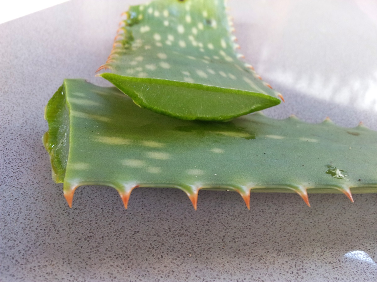 How To Cut A Aloe Vera Leaf
