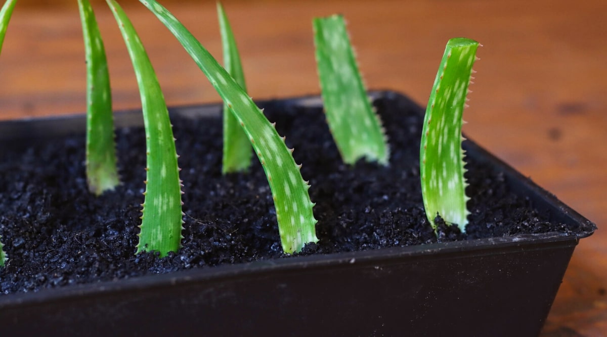 how-to-cut-an-aloe-plant-without-killing-it