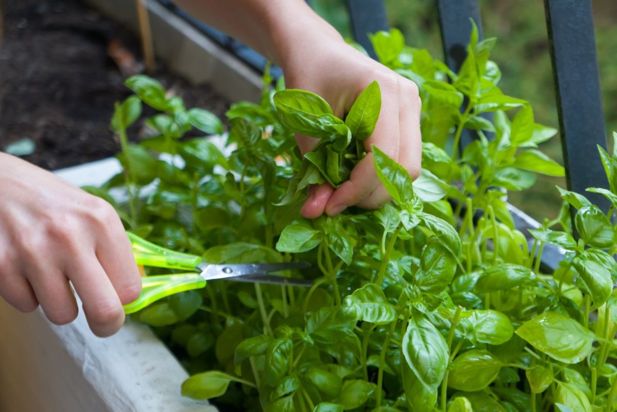 how-to-cut-basil-leaves-off-plant