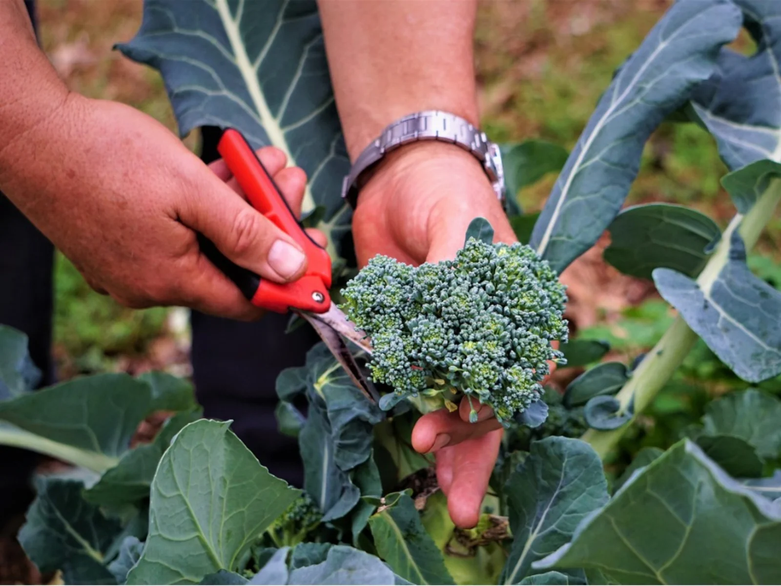 How To Cut Broccoli From Plant