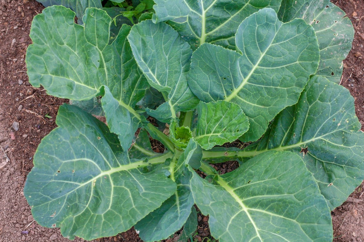 how-to-cut-collard-greens-from-plant