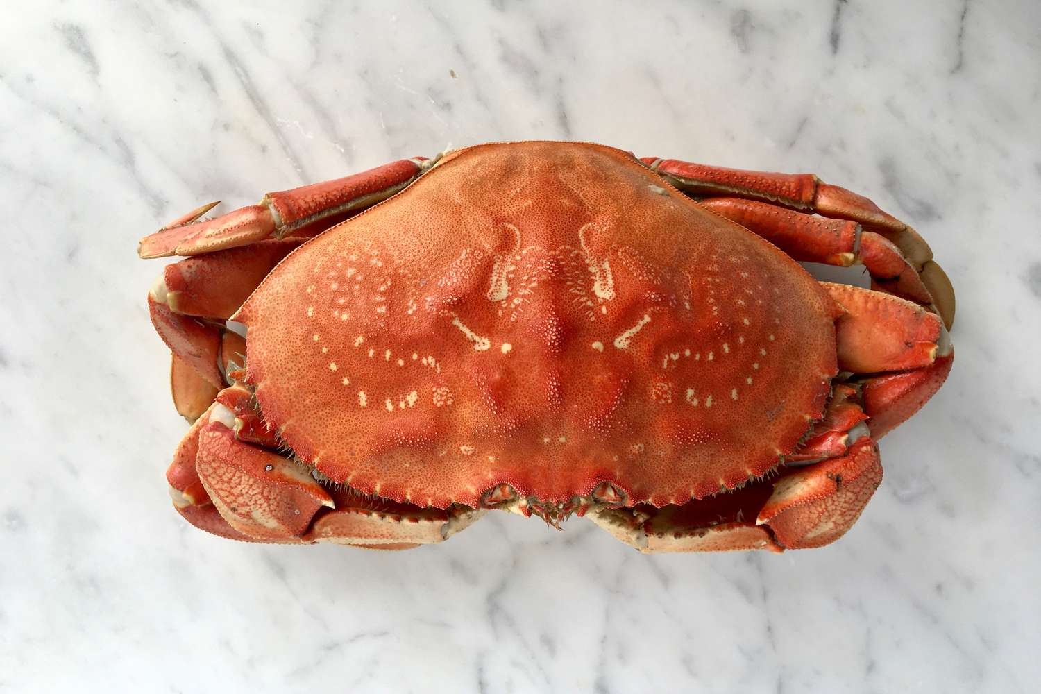 how-to-cut-dungeness-crab