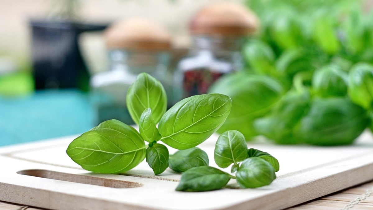 How To Cut Fresh Basil From Plant