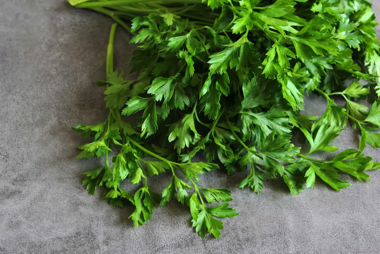 how-to-cut-fresh-parsley-from-plant