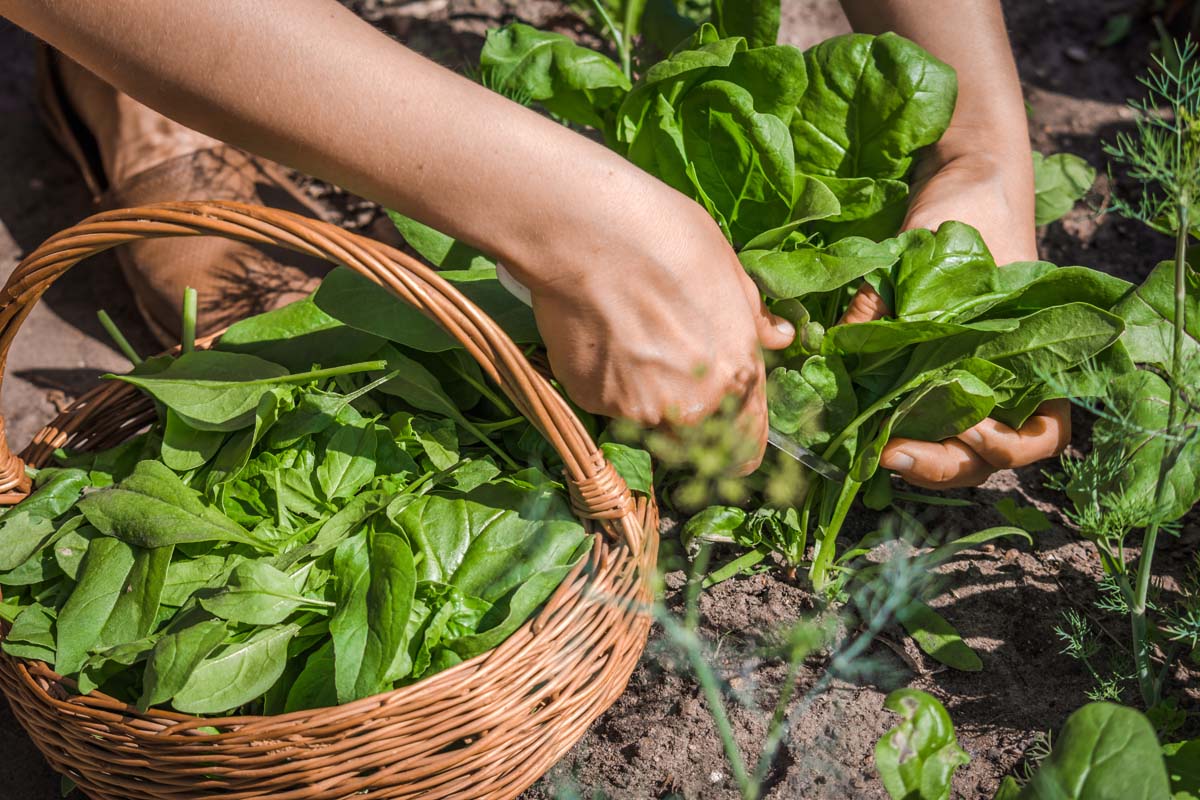 how-to-cut-fresh-spinach
