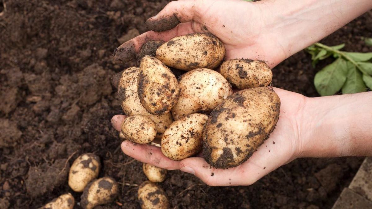 how-to-cut-potatoes-to-plant