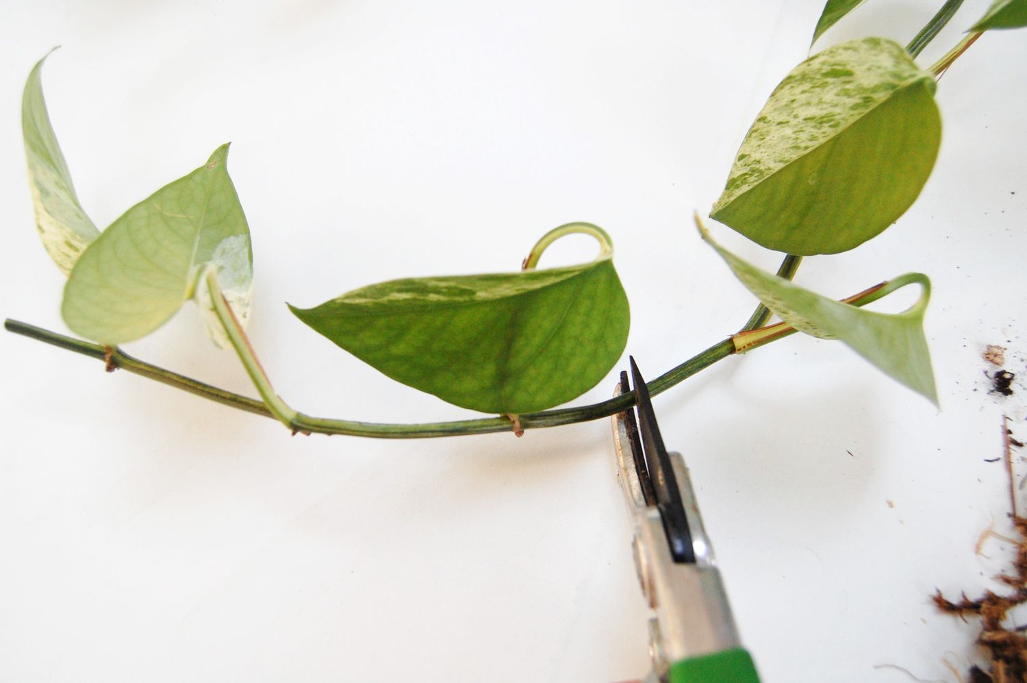 how-to-cut-pothos-leaves