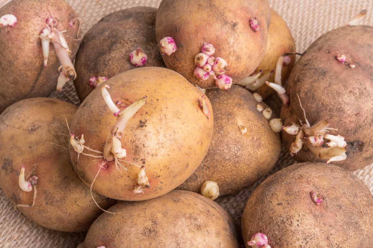 how-to-cut-seed-potatoes