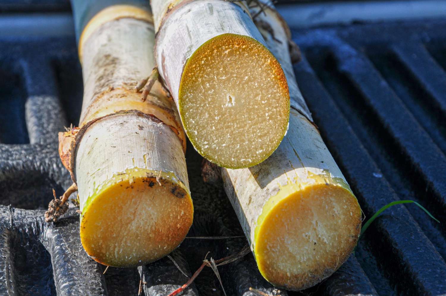 how-to-cut-sugar-cane