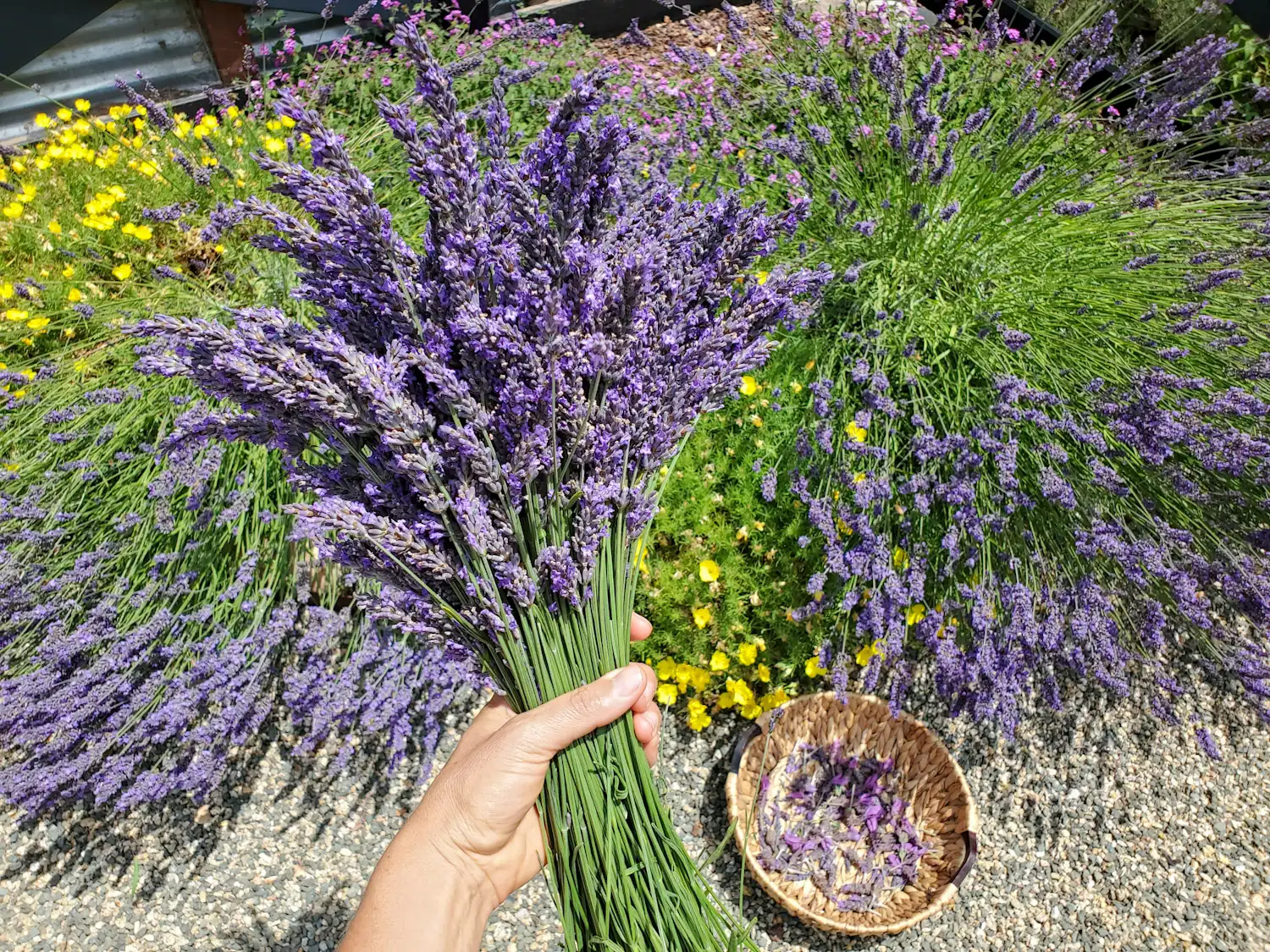how-to-chop-fresh-herb-with-purple-flowers