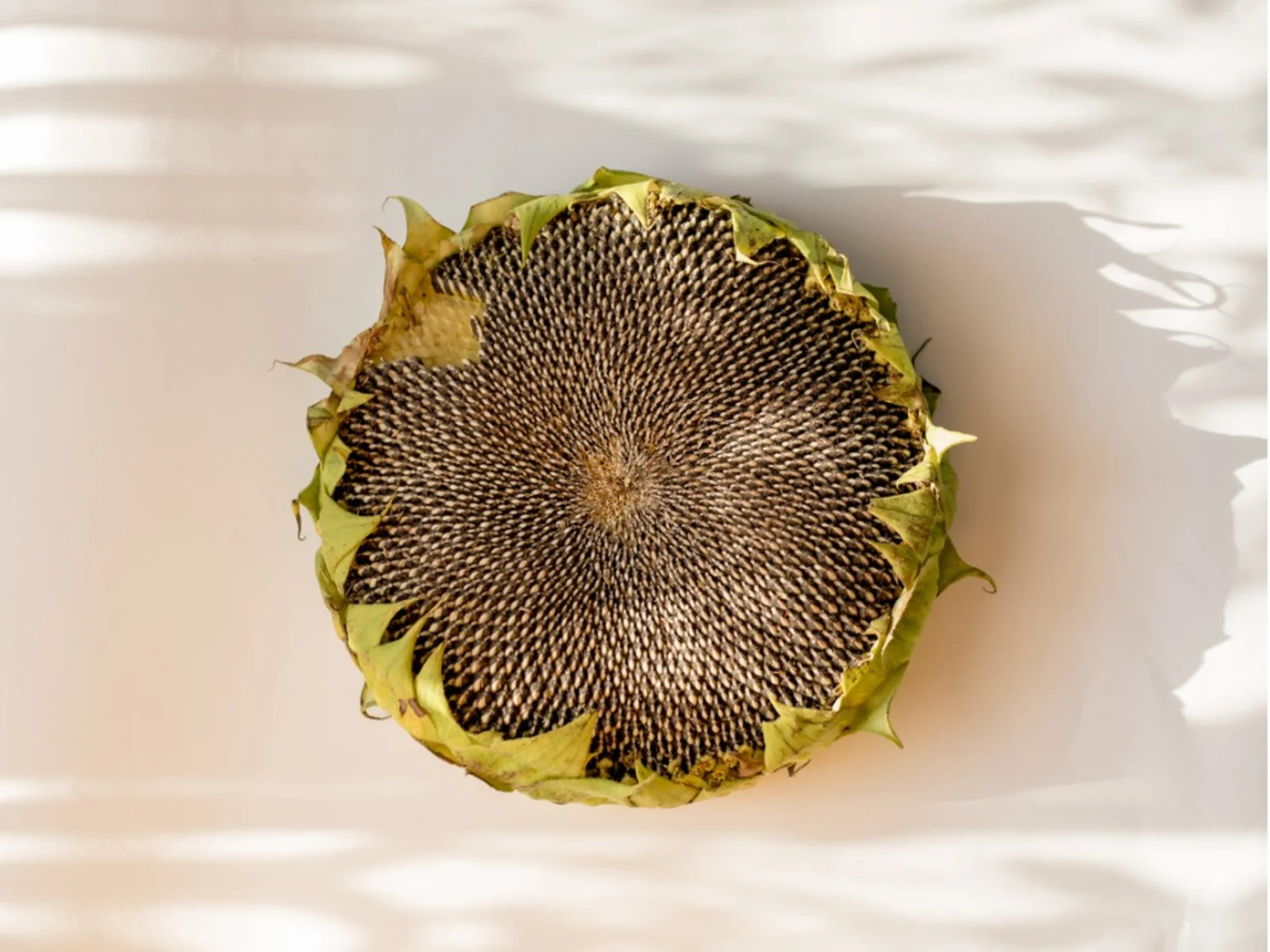 how-to-cook-a-sunflower-head