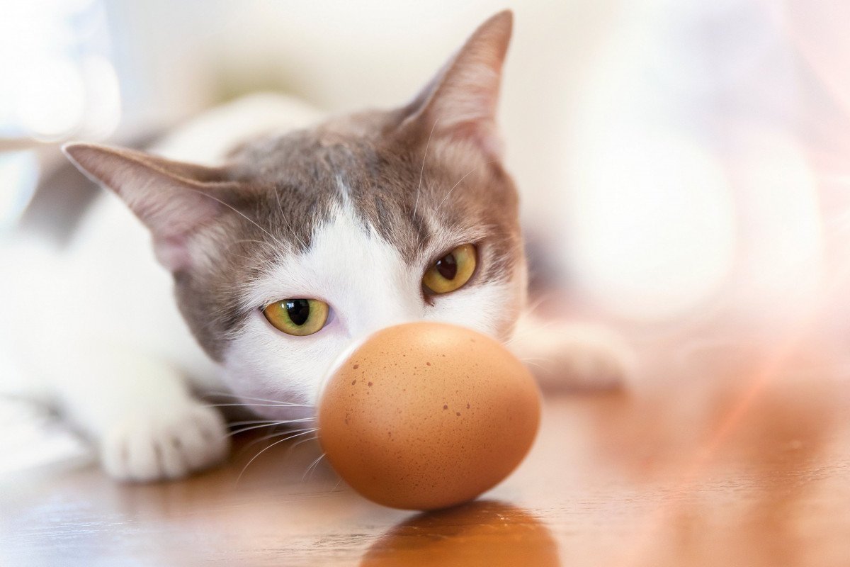 how-to-cook-an-egg-for-a-cat