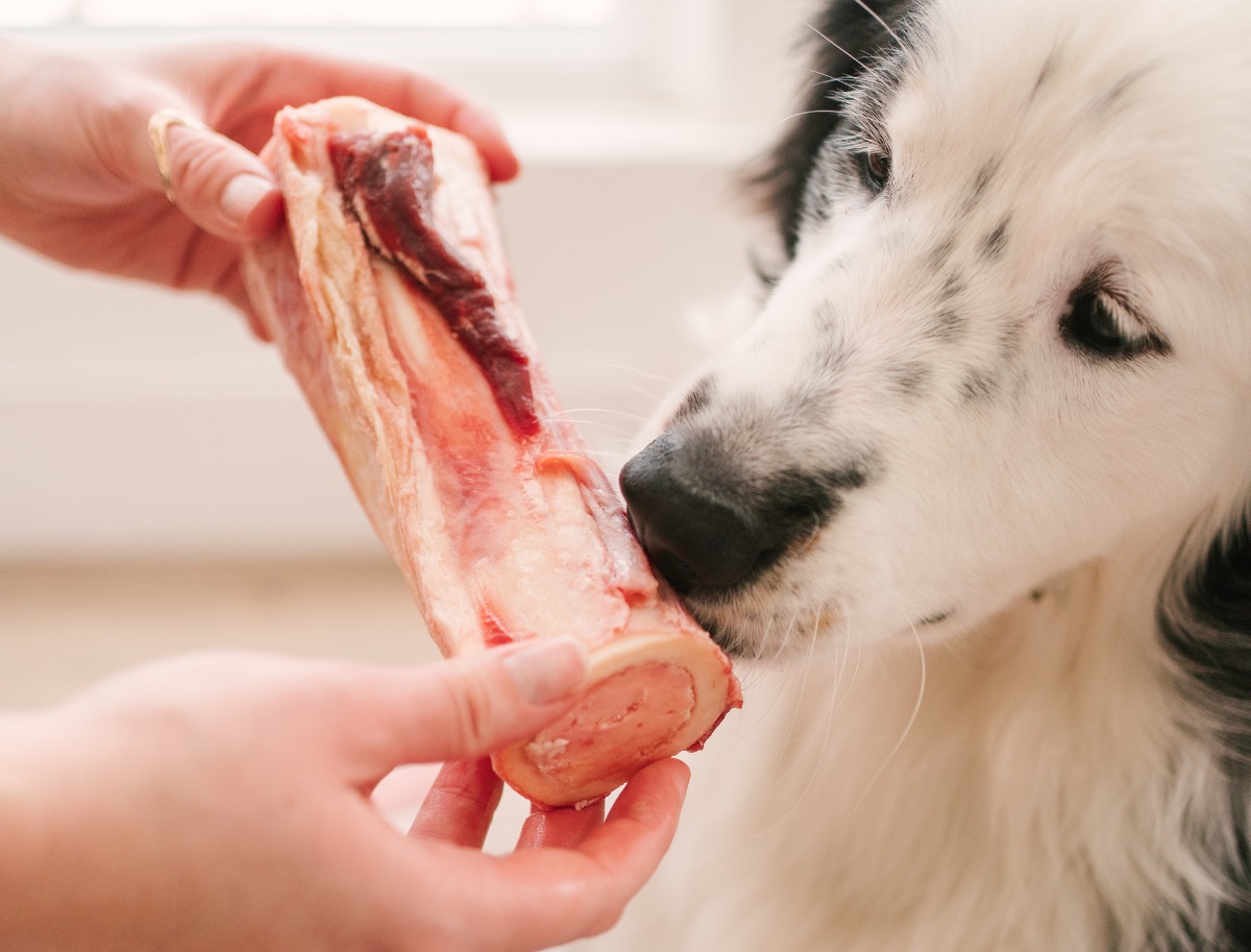 Do You Have to Cook Beef Bones for Dogs  : The Ultimate Guide