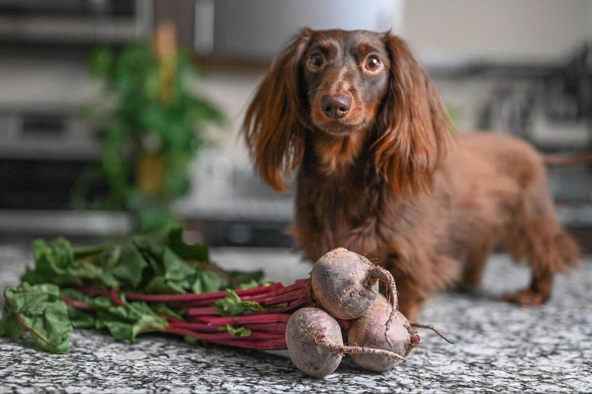how-to-cook-beets-for-dogs