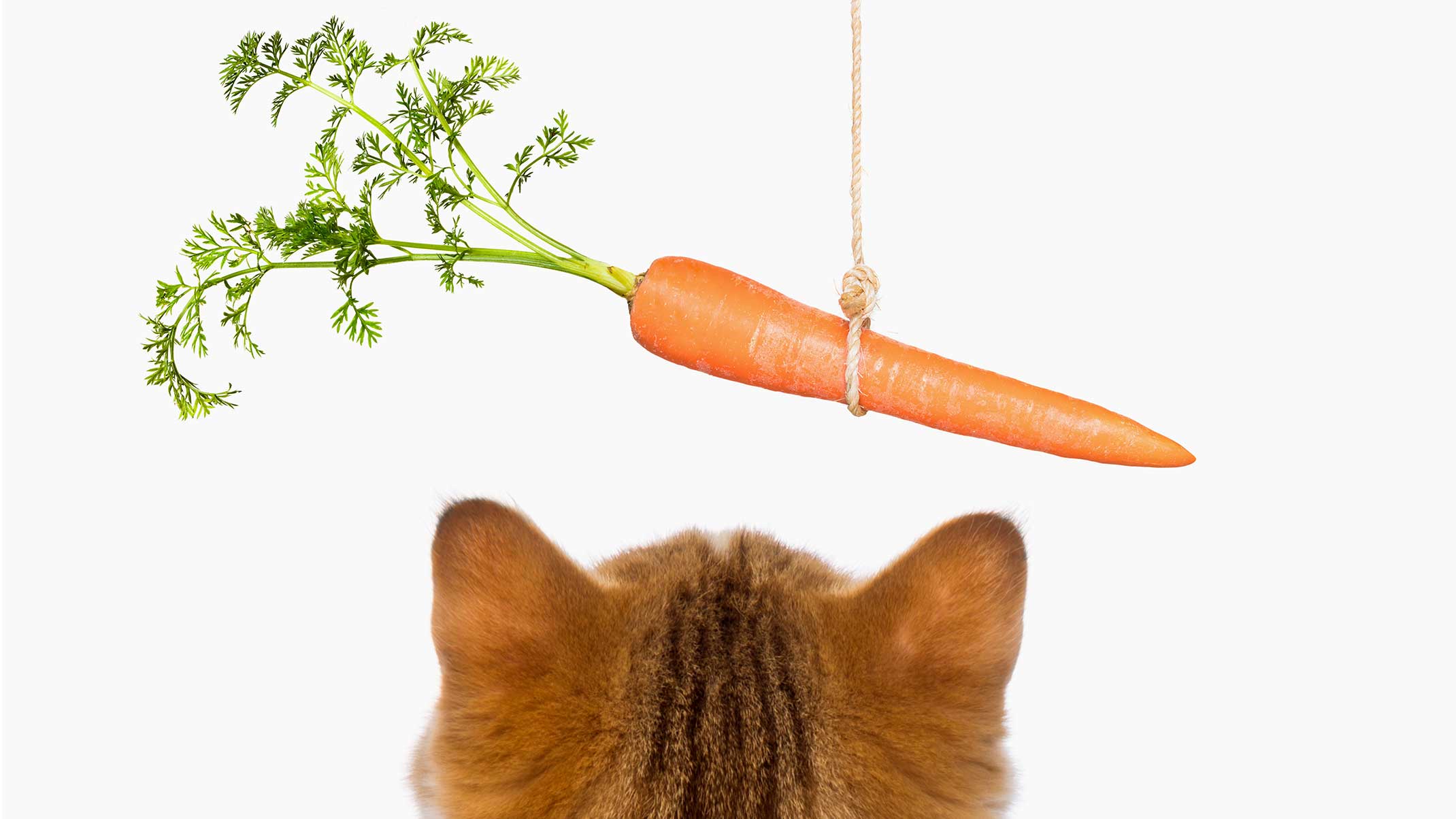 how-to-cook-carrots-for-cats