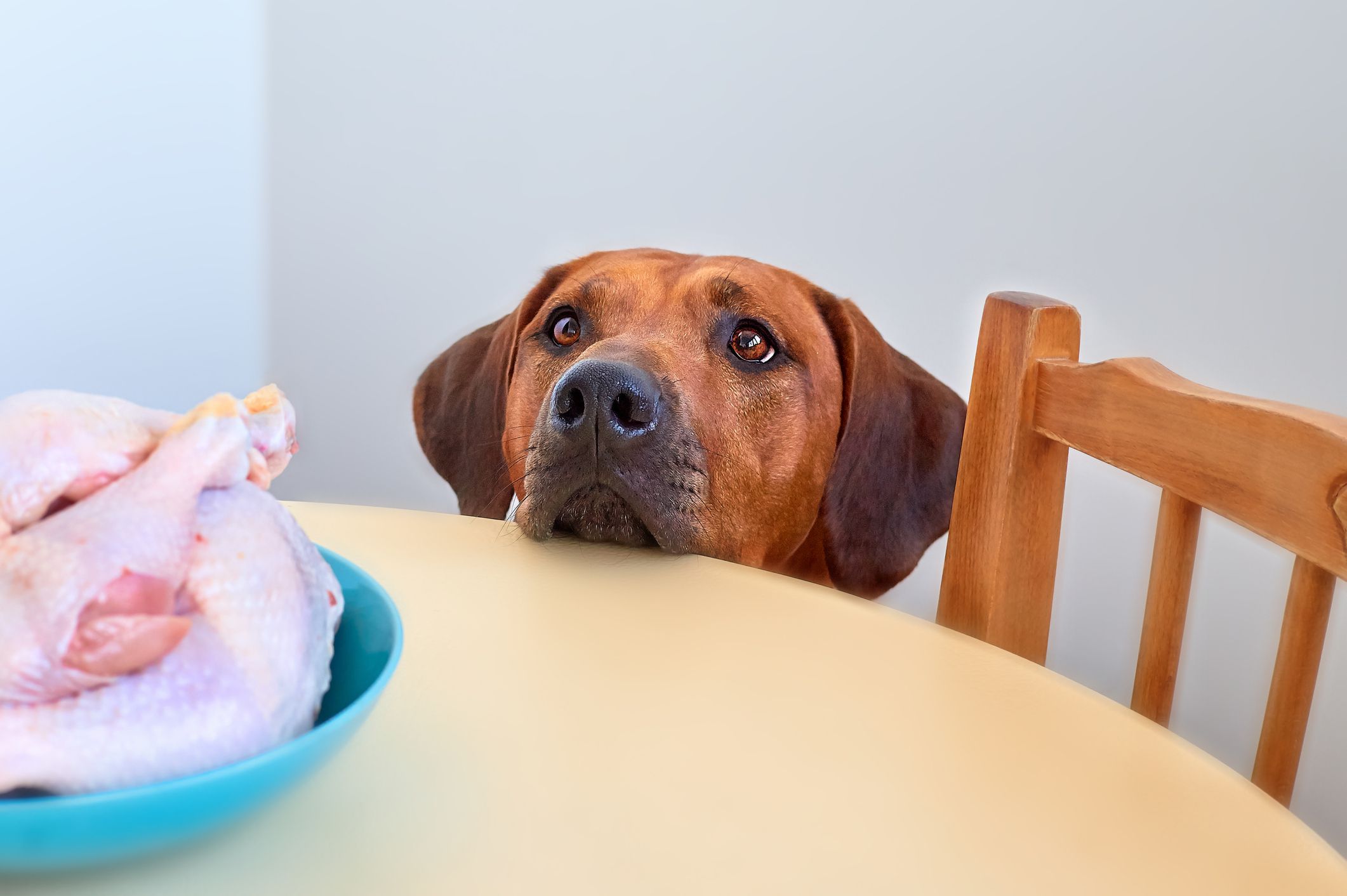 How to cook chicken for clearance dogs