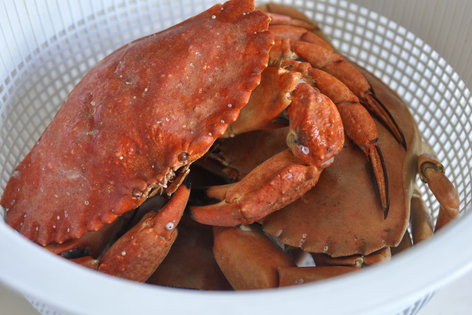 how-to-cook-crab