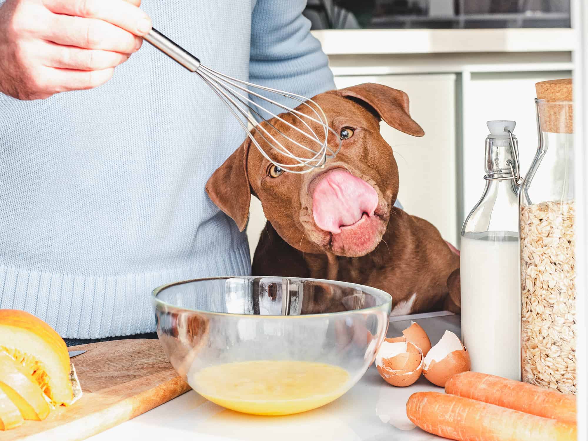 how-to-cook-eggs-for-dogs