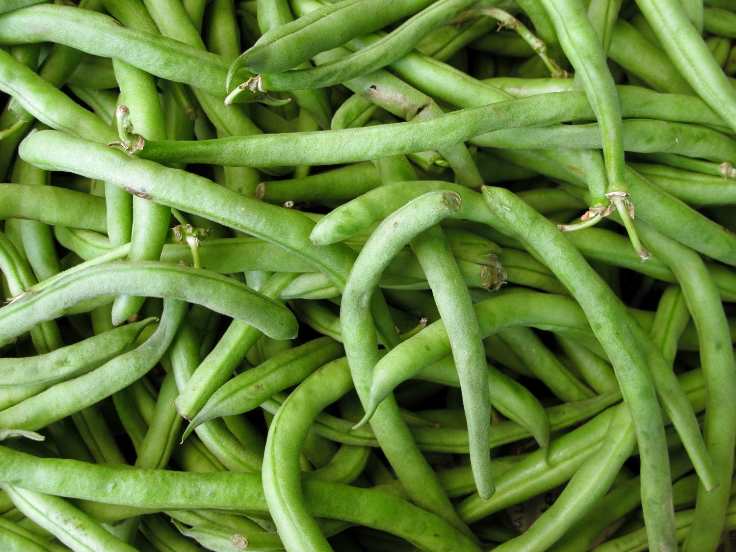 how-to-cook-fresh-garden-green-beans