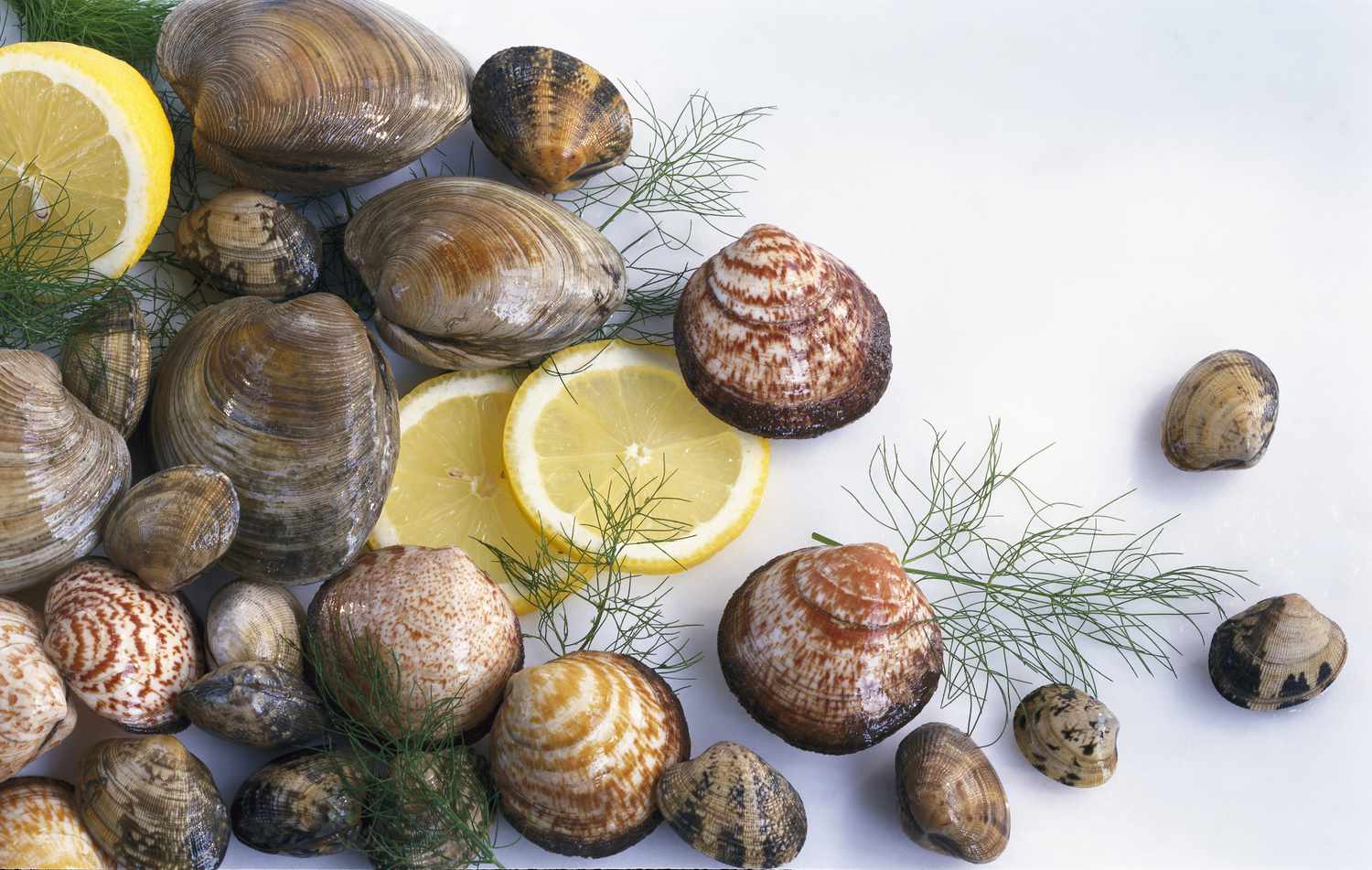 how-to-cook-freshwater-clams
