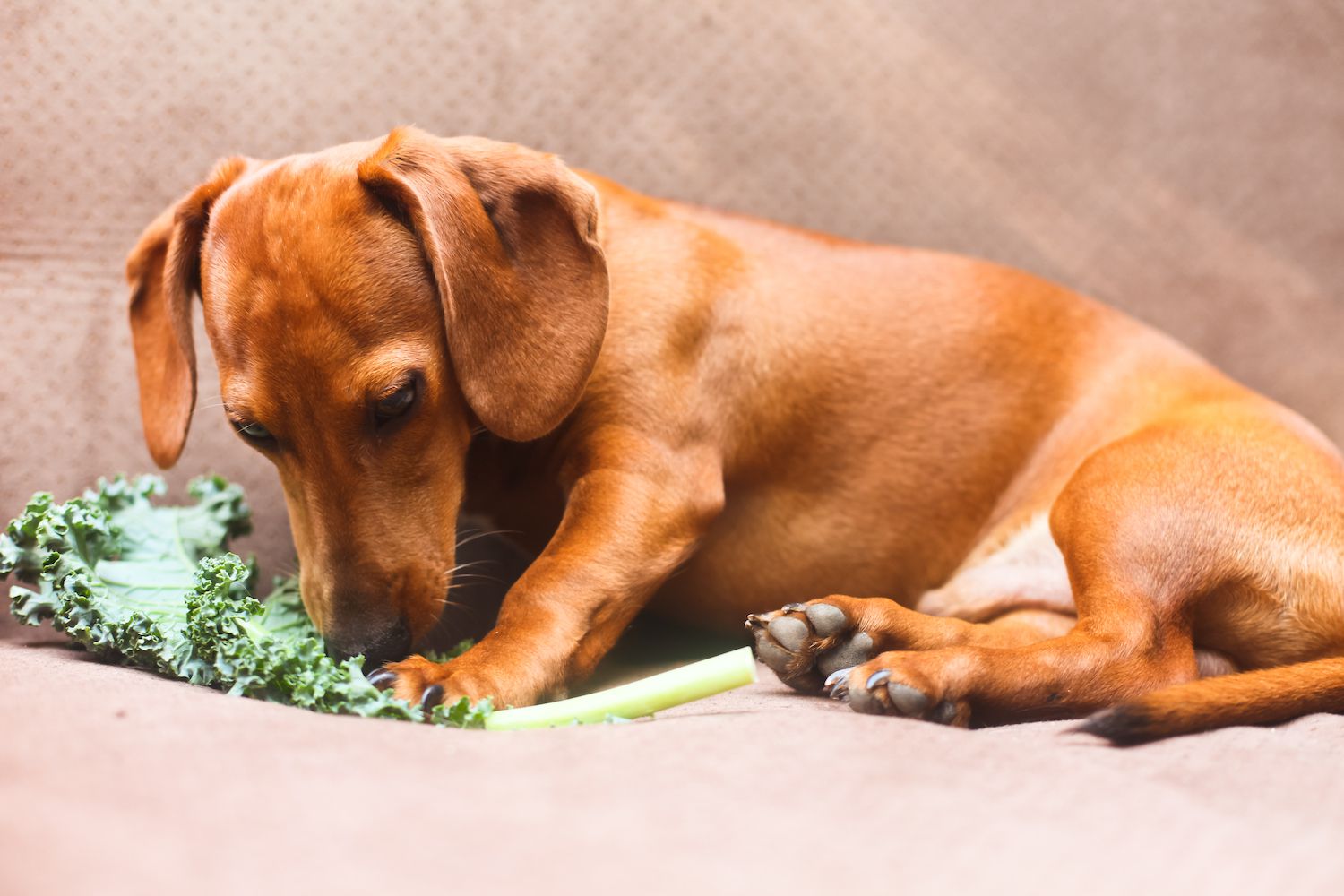 how-to-cook-kale-for-dogs