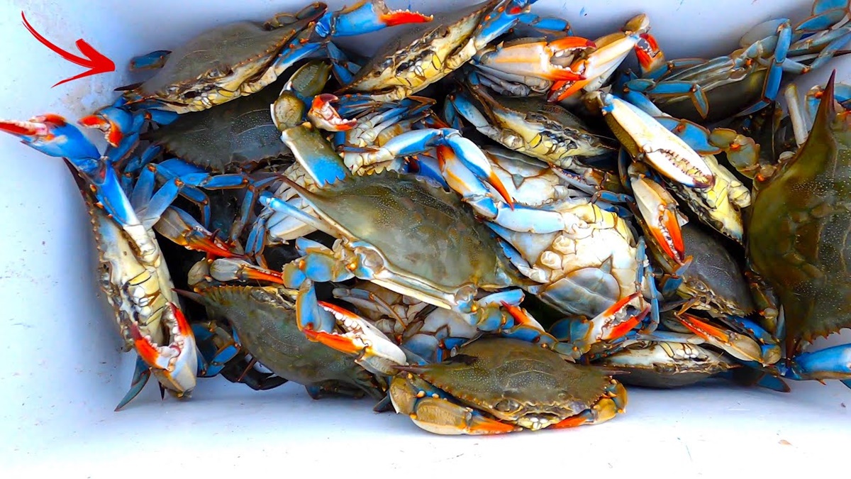 How To Cook Live Blue Crab 