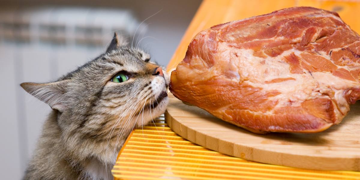 how-to-cook-pork-for-cats