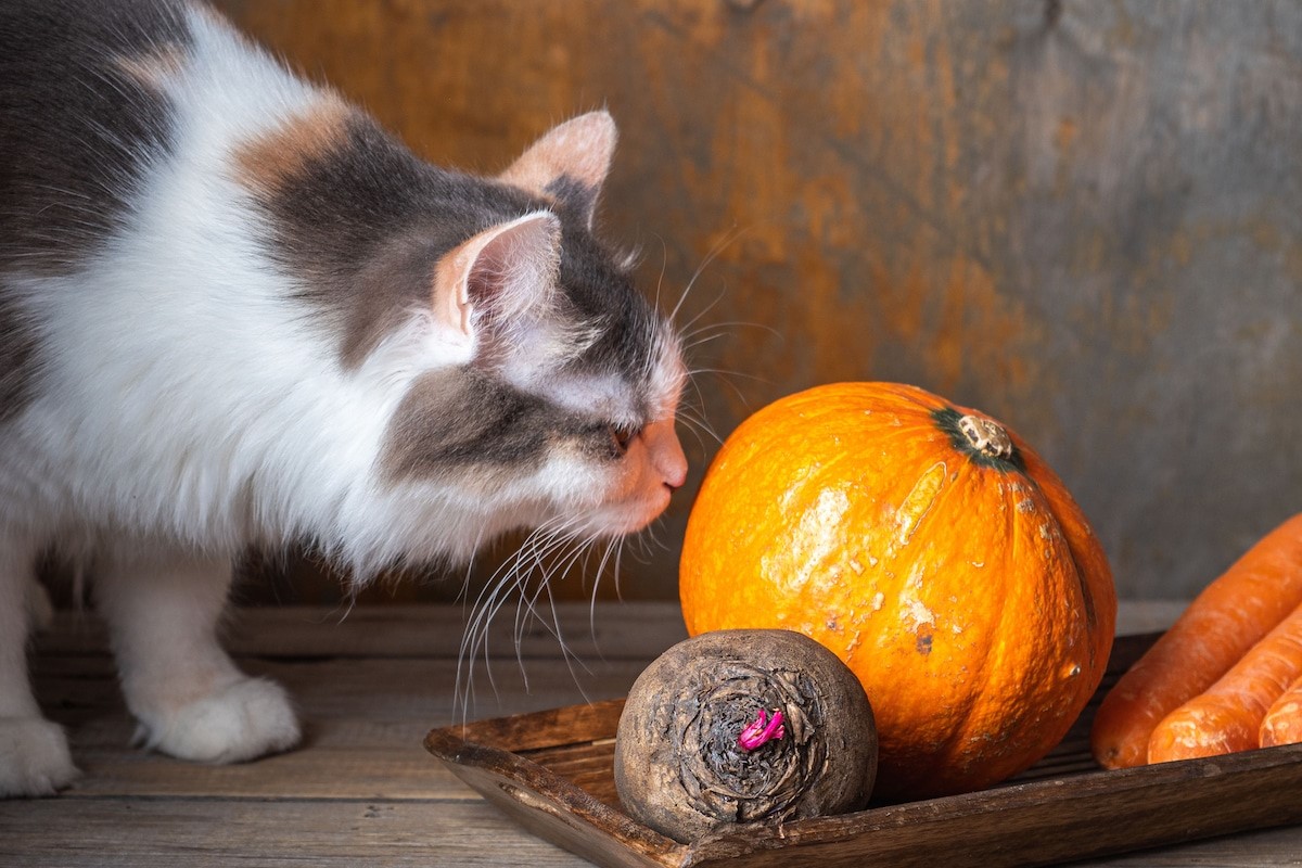 how-to-cook-pumpkin-for-cats