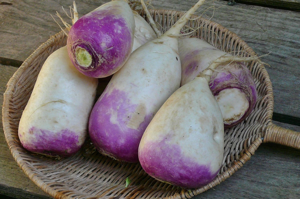 how-to-cook-purple-top-turnips